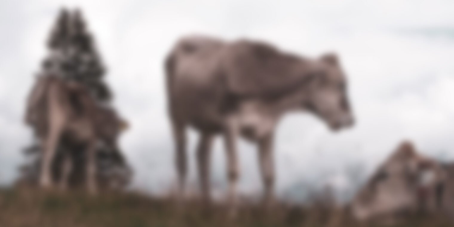 Dairy calves benefit from higher-protein starter feed