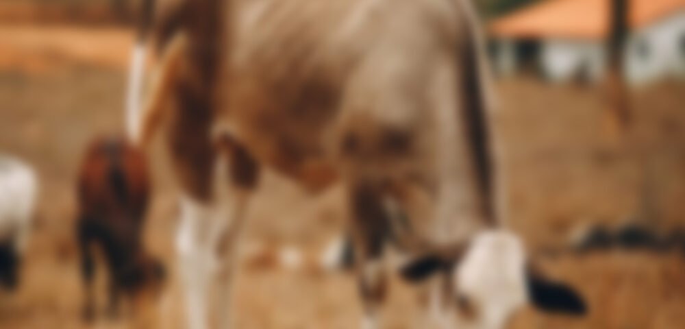 The importance of observation in cattle handling