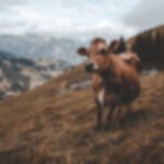 University study: the feeding value of pulp for cattle