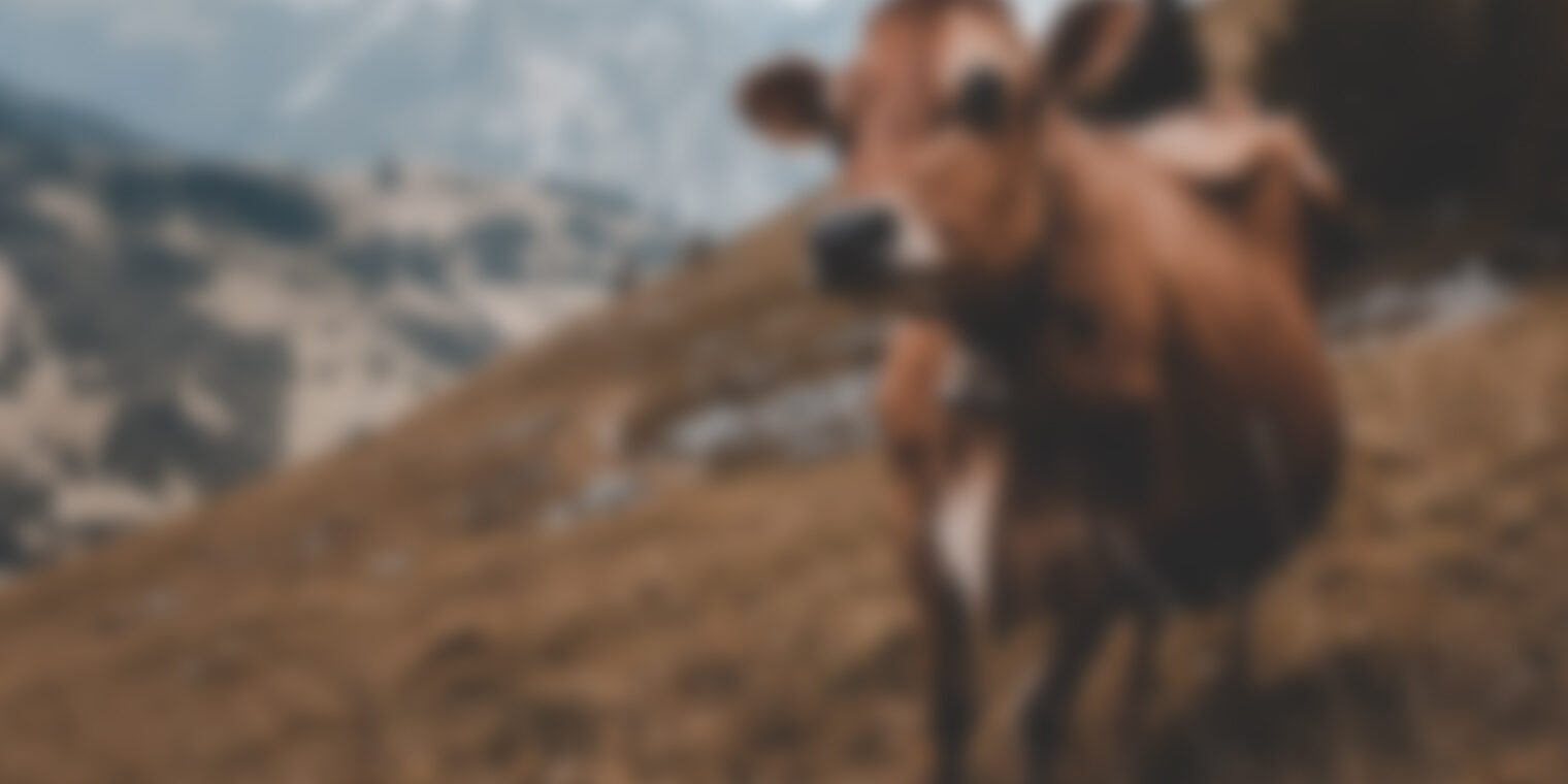 University study: the feeding value of pulp for cattle