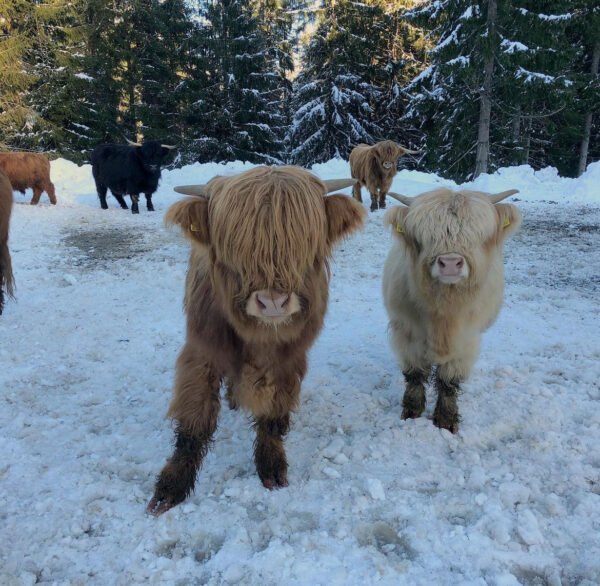 Mini Highland Cow – Kiara & Tatssa (Heifer & Steer Pair)