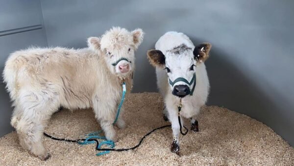 Mini Highland Cows for sale (Cinnamon & Herb)