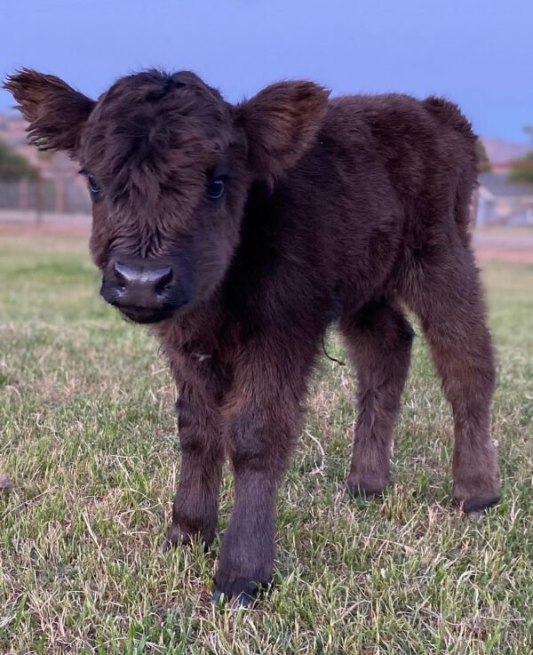 Mini Highland Cow for Sale – Bella (Heifer)