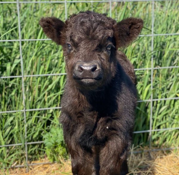 Mini Highland Cow for Sale – Bella (Heifer) - Image 2