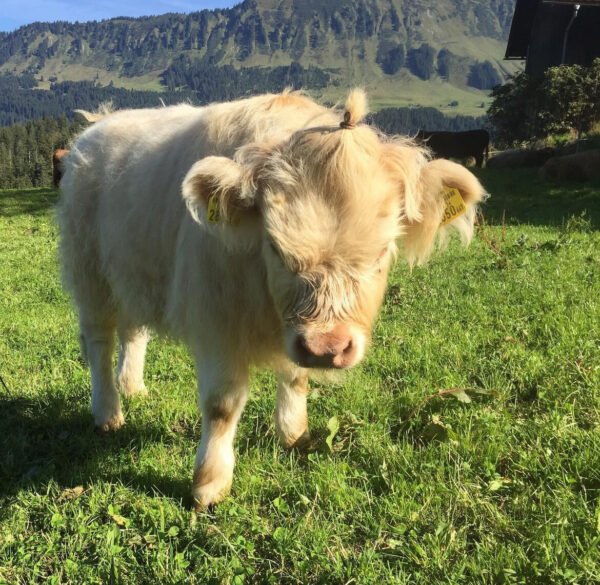 Mini Highland Cow (Lady L) - Image 4