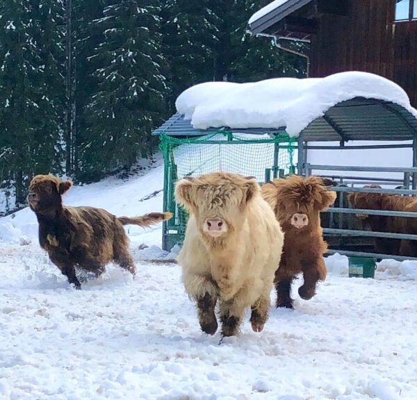 Mini Highland Cow (Lady L) - Image 3