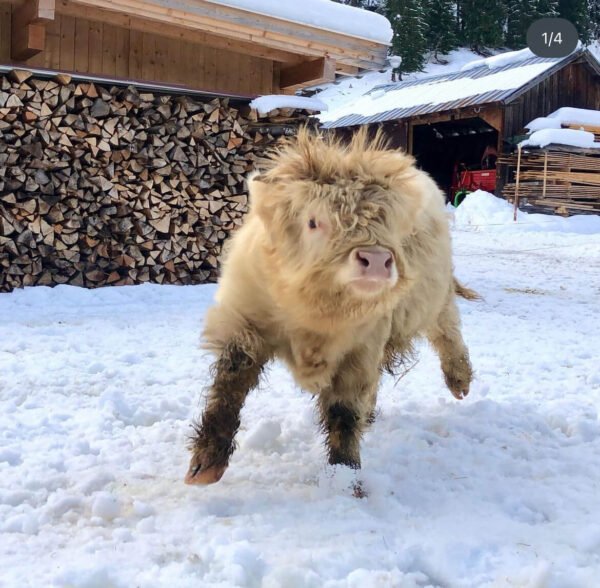 Mini Highland Cow (Lady L) - Image 2