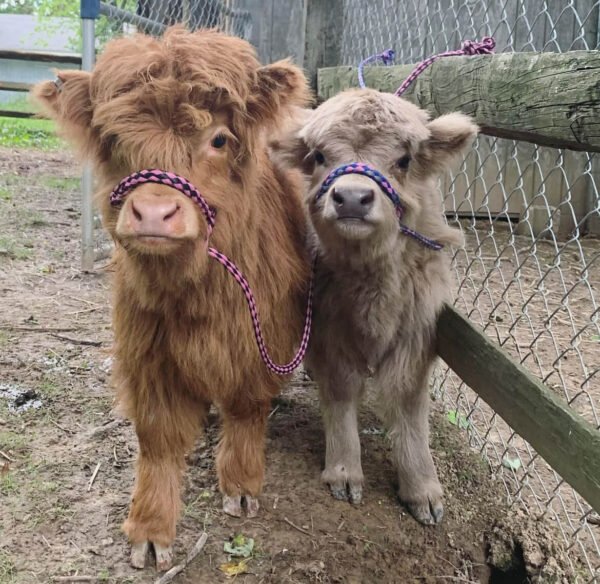 Mini Highland Cows for sale (Lea & Pea)