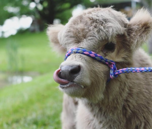 Mini Highland Cows for sale (Lea & Pea) - Image 2