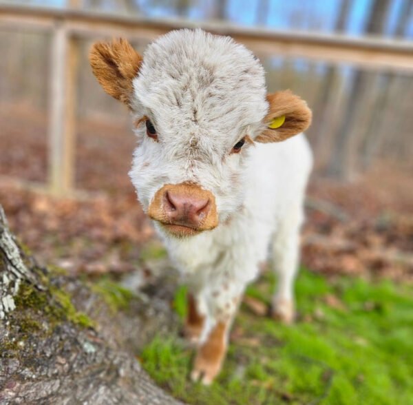 Mini Highland Cow (Noah)