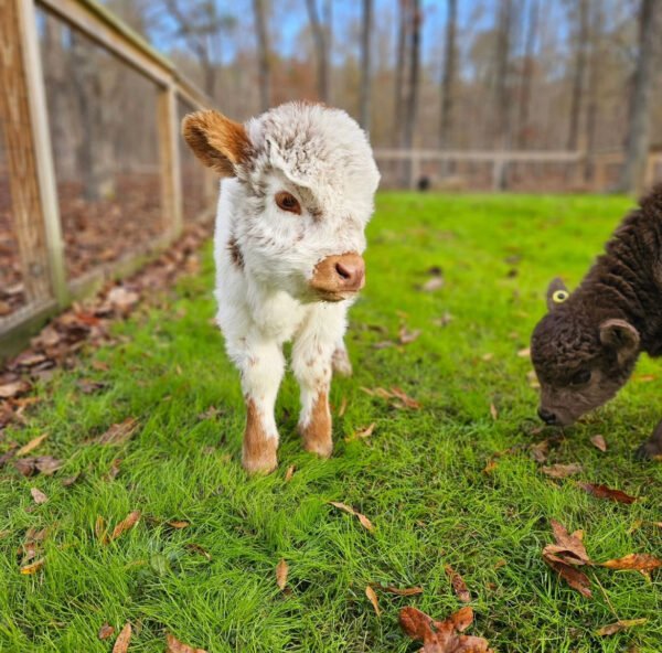 Mini Highland Cow (Noah) - Image 3
