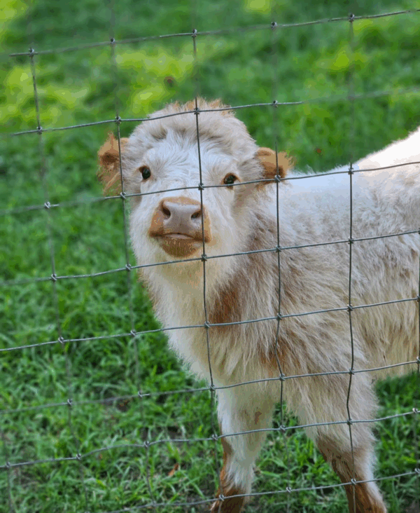 Mini Highland Cow (Noah) - Image 2