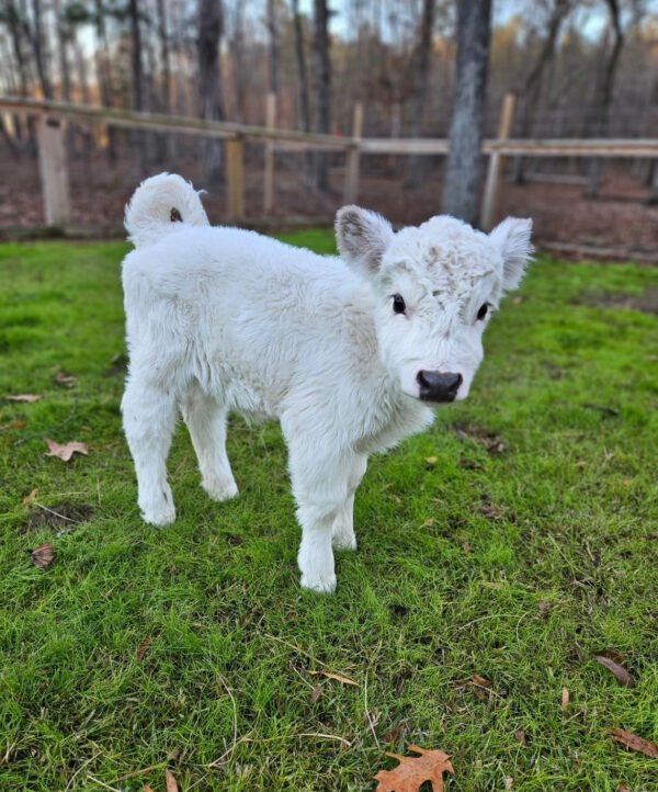 Mini Highland Cow (Penny)