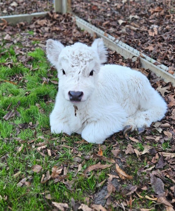 Mini Highland Cow (Penny) - Image 2
