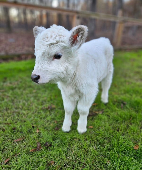 Mini Highland Cow (Penny) - Image 3