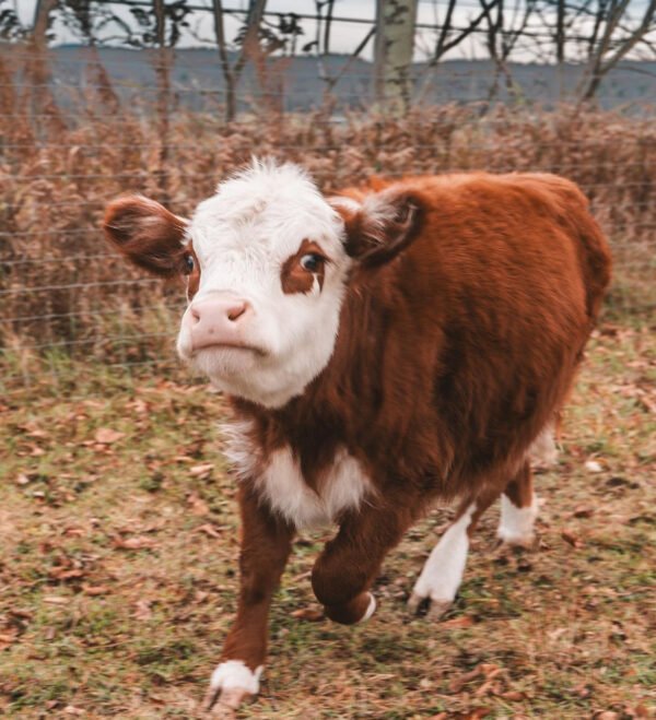 Mini Highland Cow (Princess)