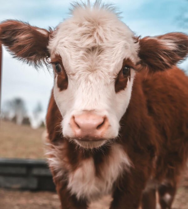 Mini Highland Cow (Princess) - Image 2