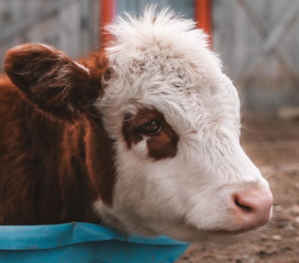 Mini Highland Cow (Princess) - Image 3