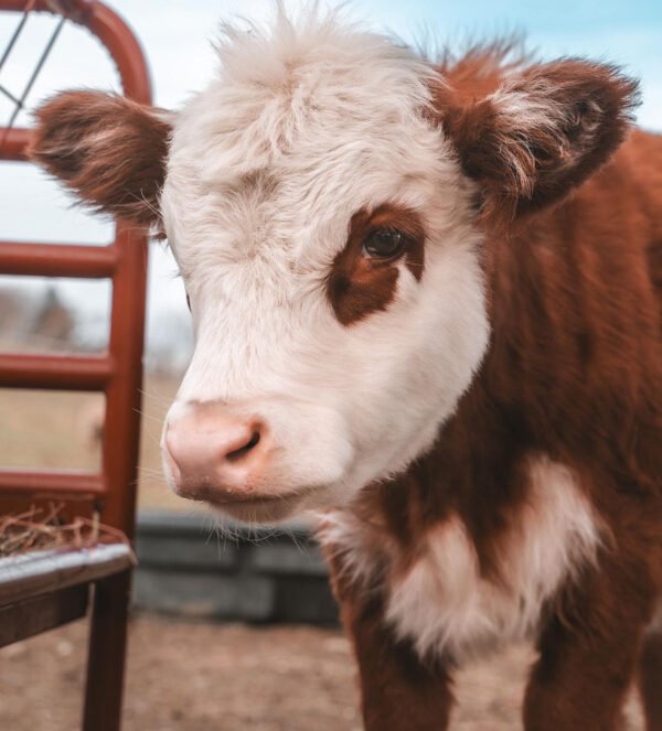 Mini Highland Cow (Princess) - Image 5
