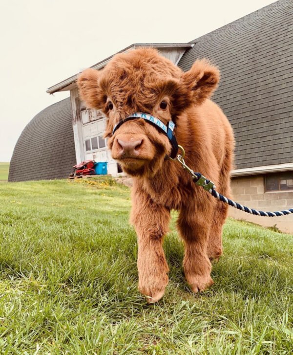 Mini Highland Steer Sale – Jill (Steer)