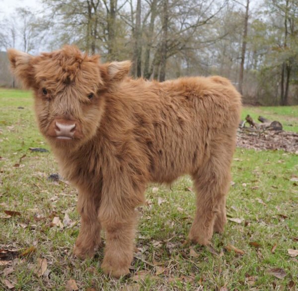 Mini Highland Cow (Stan)