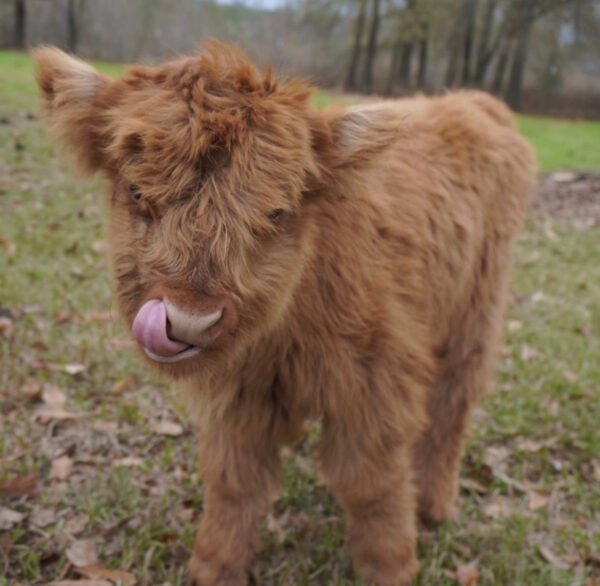 Mini Highland Cow (Stan) - Image 3
