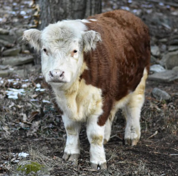 Mini Highland Bull Happy