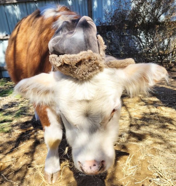 Mini Highland Bull Happy - Image 4