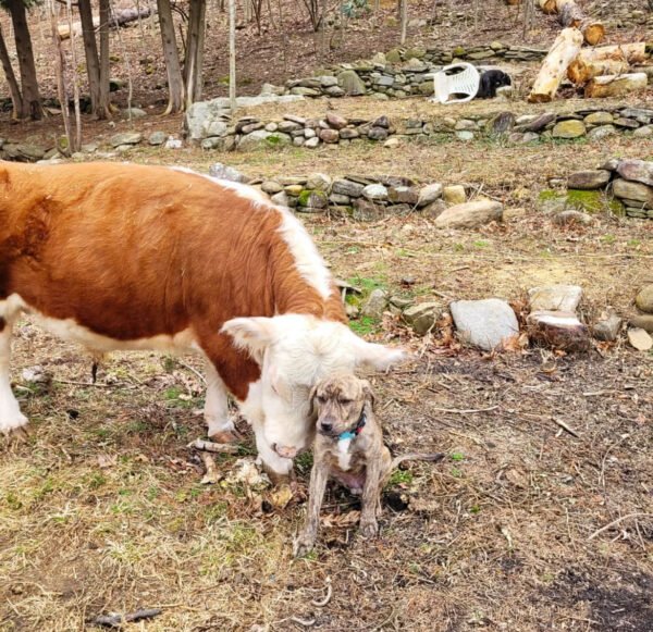 Mini Highland Bull Happy - Image 3