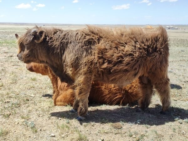 Lario (Standard Highland Bull Yearling)