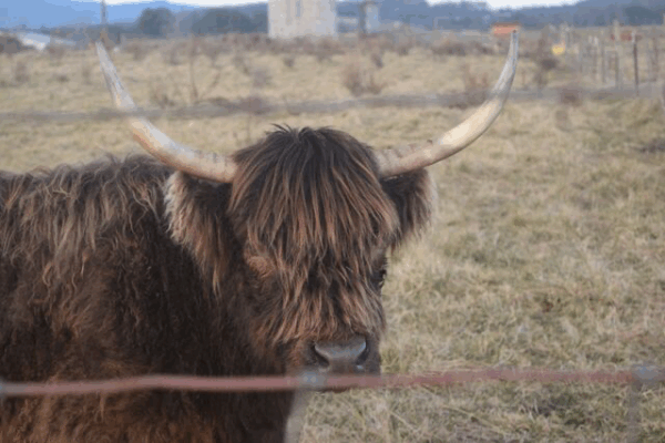 Highland Heifer for Sale (Olivia)