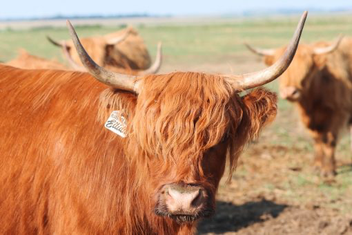 AHCA Bred Cow – Black Hills Eilidh (AI, D)