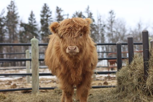 AHCA Registered Yellow Highland Heifer Prada for Sale