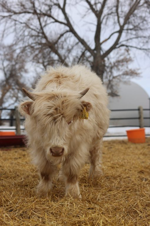 AHCA White Highland Heifer Pavlova for Sale – ET Halter