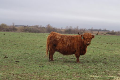 Embryo Heifer-Sorted: Homestead Mara x HS Jaloro