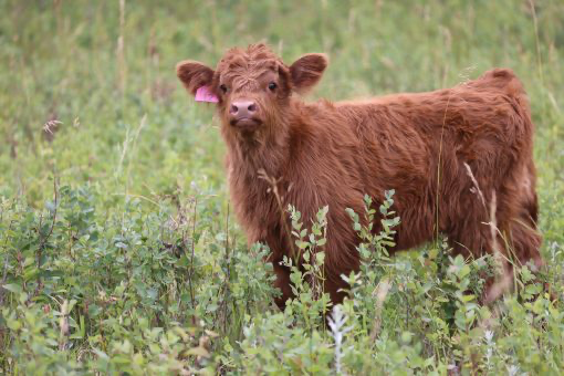 Elite Highland Heifer Embryo for Sale