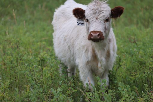 Pip: Red Tip Highpark Heifer
