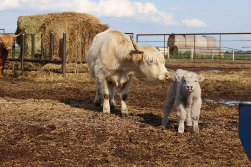 Unicorn: White Cow with Silver Bull Calf for Sale