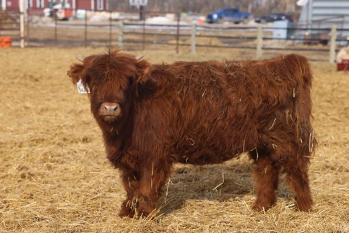 AHCA Heifer Bluestone’s Mara Jalara – Red Brindled Genetics for Sale