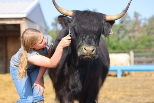 AHCA Bred Black Cow – Bluestone’s Jazzy