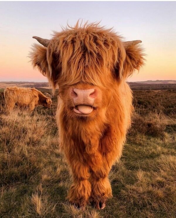 Mini Highland Cow