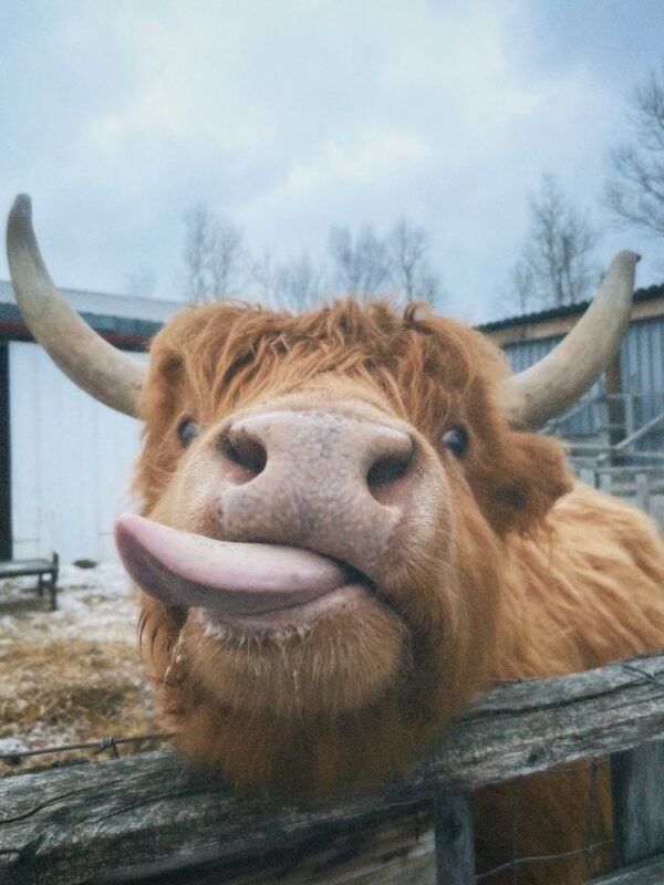 Standard Highland Cow